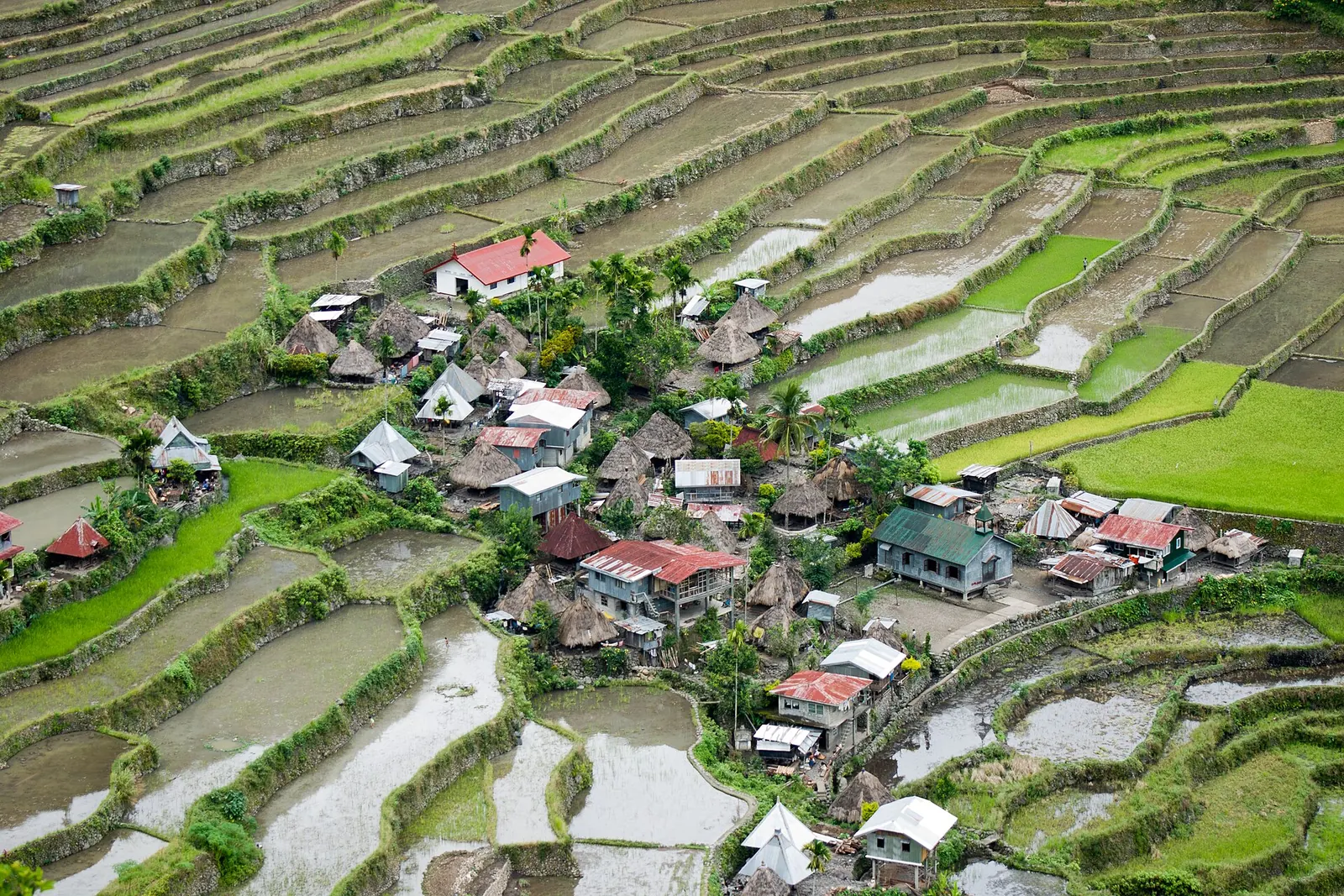 Stone-walled rice terraces surrounding houses in Batad, Ifugao.