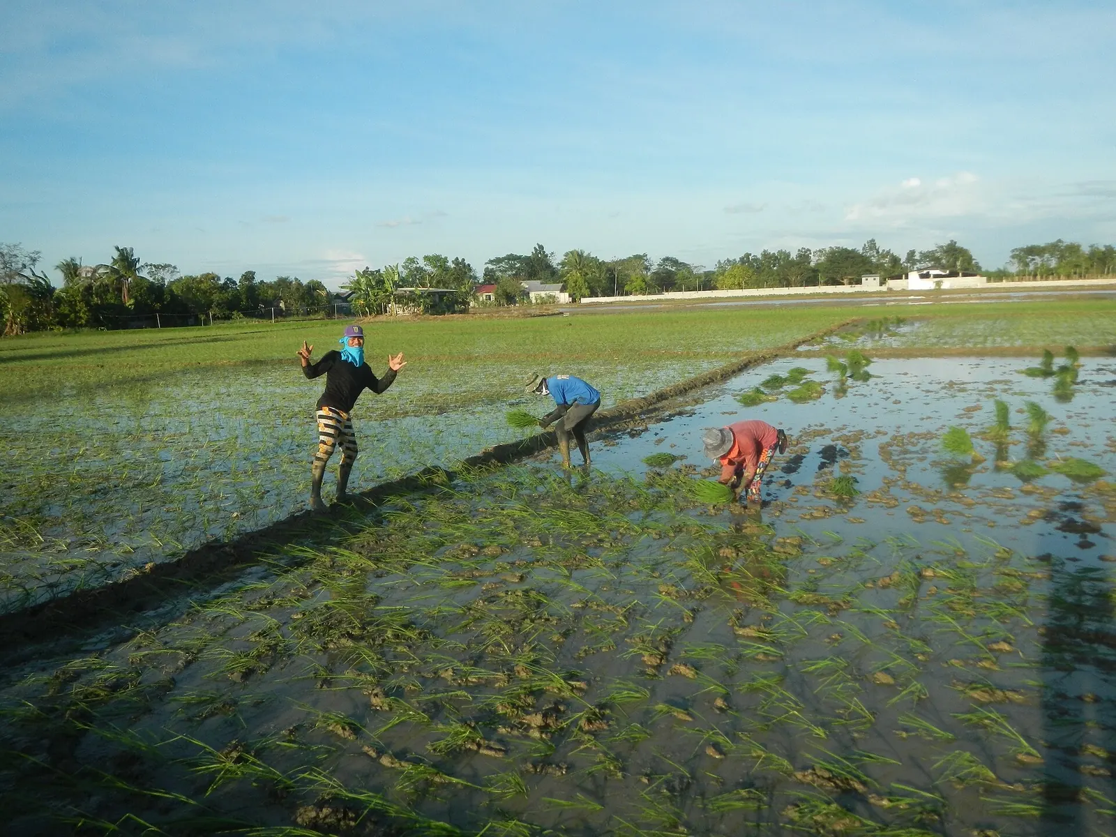 Rice fields in Jaen, Nueva Ecija