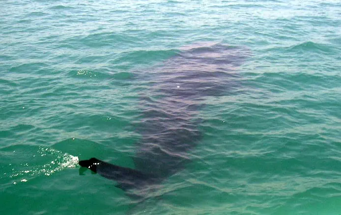 A whale shark photographed in Donsol, Sorsogon
